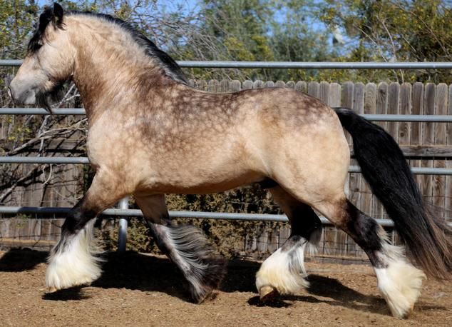 Buckskin Clydesdale